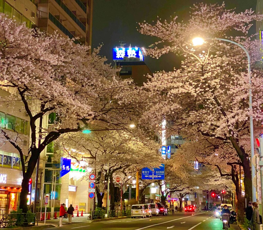 桜の季節ですね！